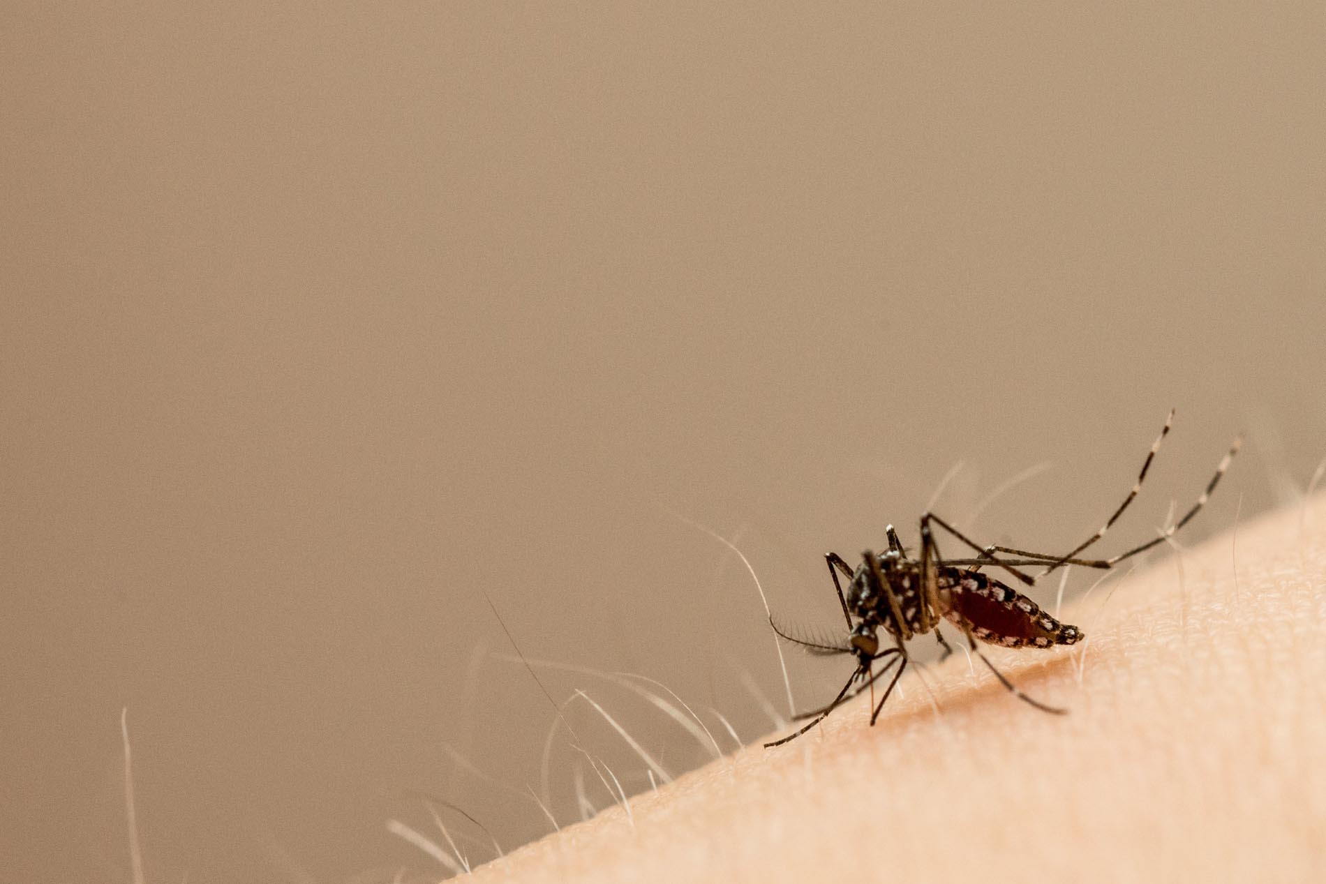 Aedes