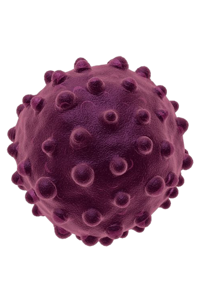 Virus Hepatitis A