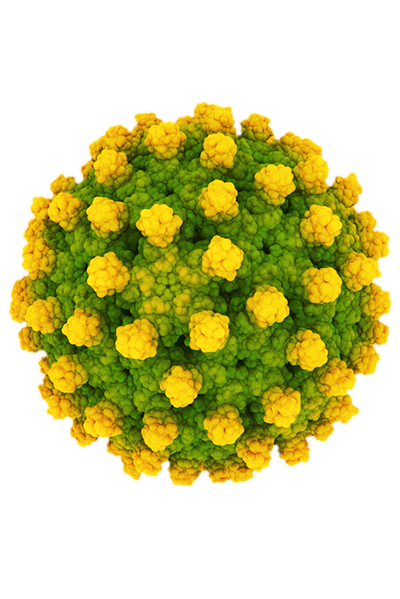 Virus Hepatitis B